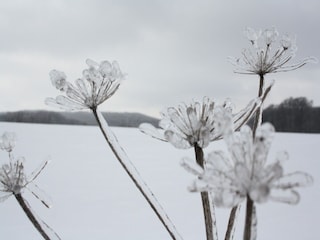Maison de vacances Ottenstein Environnement 31
