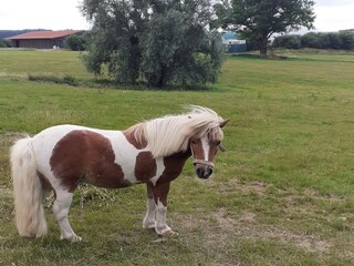 Apartamento Trendelburg  39