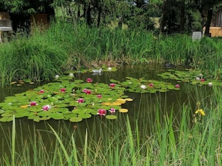 Apartment Trendelburg Environment 22