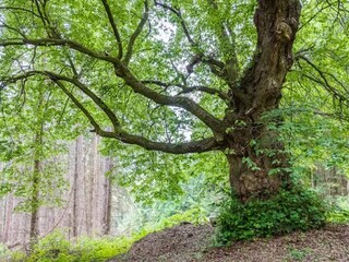 Appartamento Trendelburg Ambiente 18