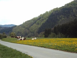 Appartement Diemelsee Omgeving 21