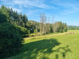 Apartamento Diemelsee Entorno 34