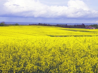 Rapsblüte in der Probstei