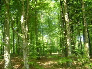 Vakantiehuis Robertville Omgeving 36