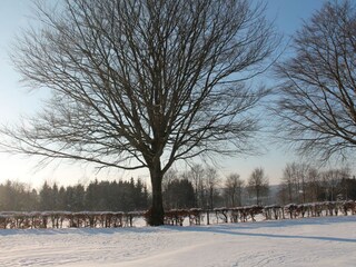 Vakantiehuis Robertville Omgeving 19