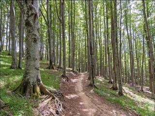 Chalet Malmedy Environnement 37