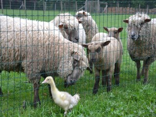 Casa de vacaciones Havelange Entorno 33