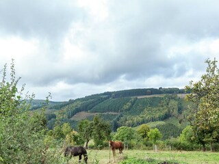 Maison de vacances Stavelot Environnement 22