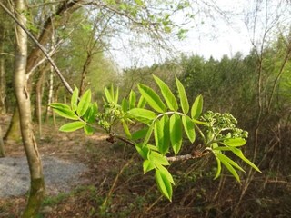 Vakantiehuisje Stavelot  34