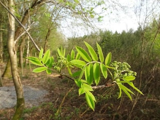 Vakantiehuisje Stavelot  37