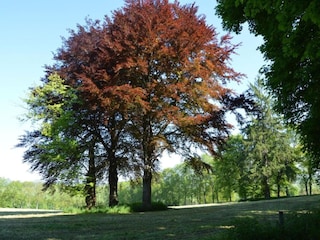 Ferienhaus Stoumont Umgebung 34