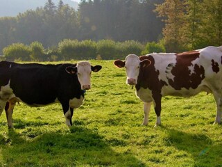 Casa per le vacanze Stoumont Ambiente 32
