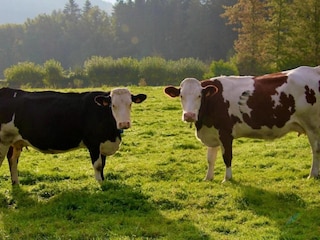 Ferienhaus Stoumont Umgebung 37