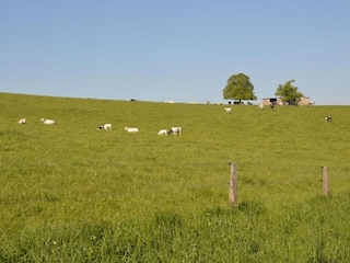 Ferienhaus Stoumont Umgebung 38