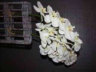 Vakantiehuis Doische  39