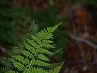 Cottage Paliseul Umgebung 29