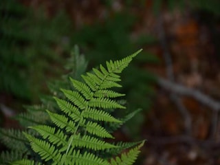 Vakantiehuisje Paliseul Omgeving 29