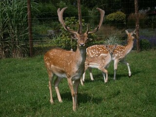 Casa vacanze Paliseul Ambiente 24