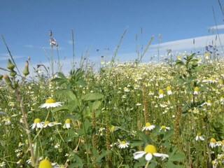 Vakantiehuis Nassogne Omgeving 25
