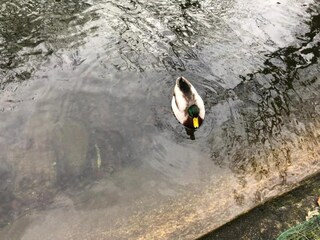 Casa de vacaciones Nassogne Entorno 39