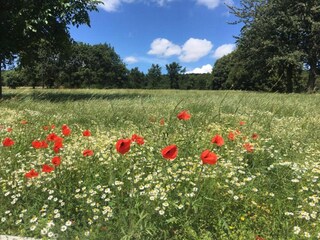 Casa per le vacanze Kemmel Ambiente 36