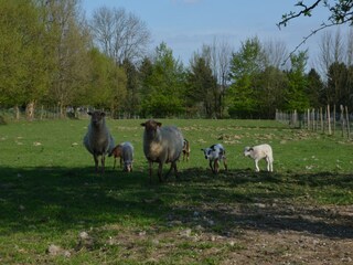 Vakantiehuis Vloesberg Omgeving 33