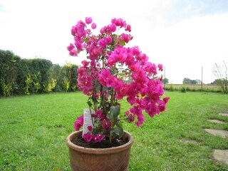 Holiday house Poperinge Outdoor Recording 13