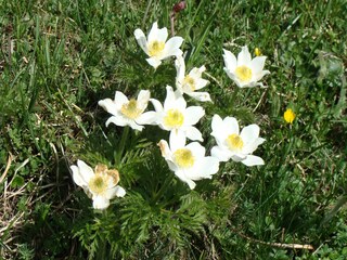 Ferienhaus Frutigen Umgebung 20