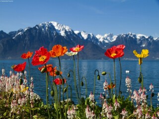 Holiday house Frutigen Environment 31