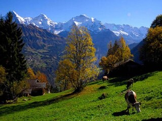 Vakantiehuis Wilderswil Omgeving 33