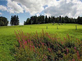 Chalet Saas-Balen Umgebung 17