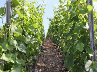 Chalet Crans-Montana Entorno 22