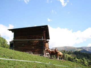 Appartement Bellwald Environnement 31