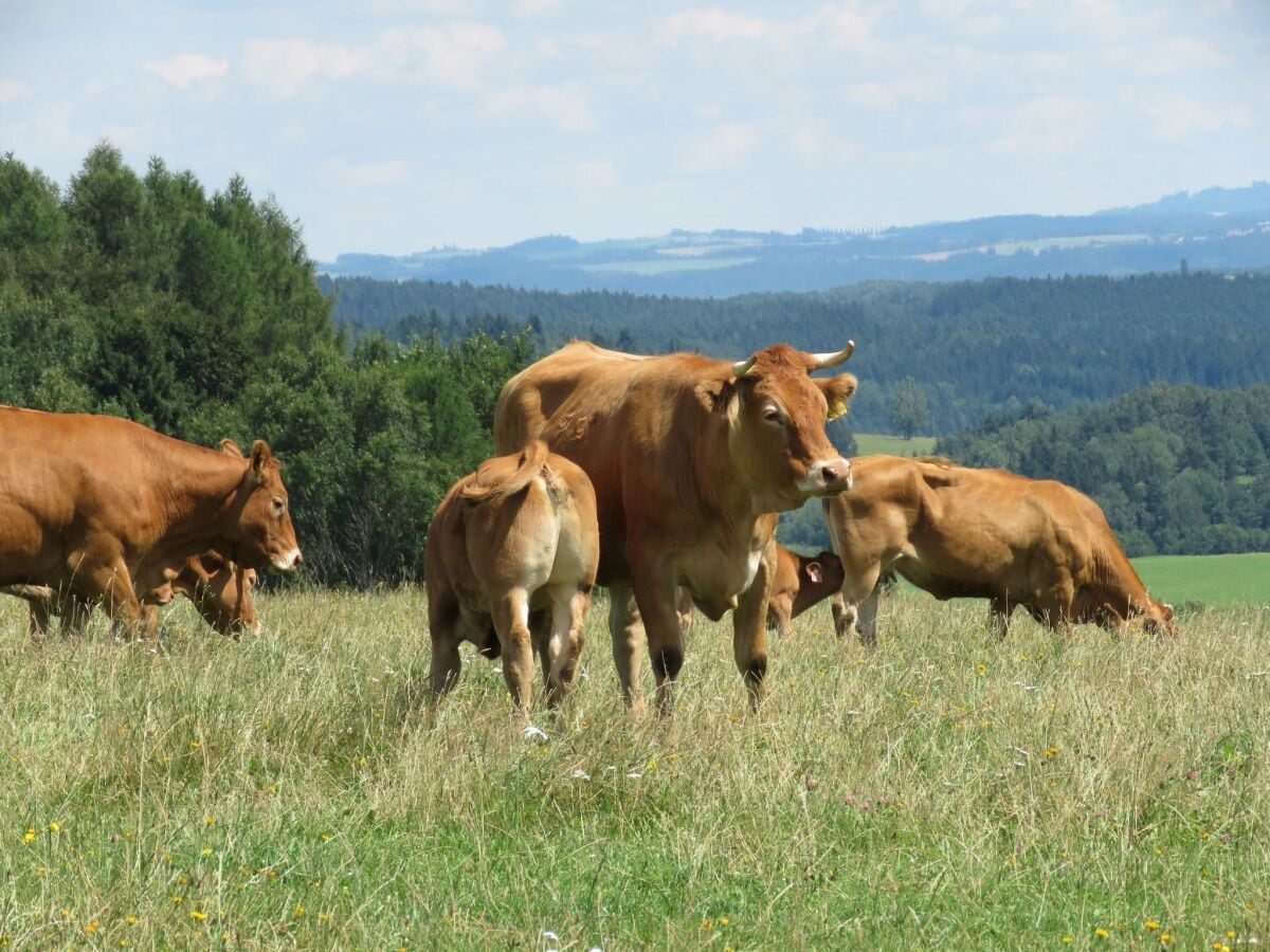 Ferienhaus Lesná u Tachova  26