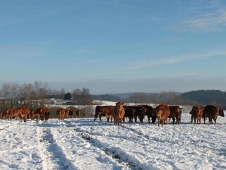 Maison de vacances Lesná u Tachova Environnement 30