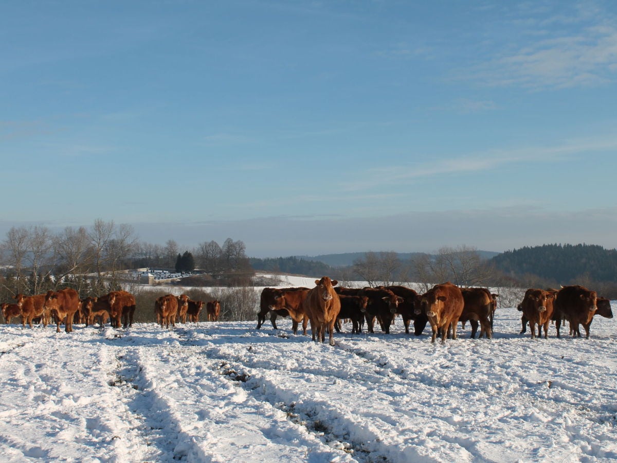 Ferienhaus Lesná u Tachova Umgebung 23