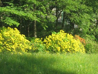 Appartement Bad Elster Environnement 38