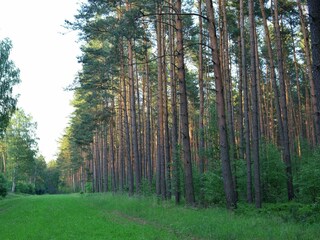 Maison de vacances Spreenhagen Environnement 27