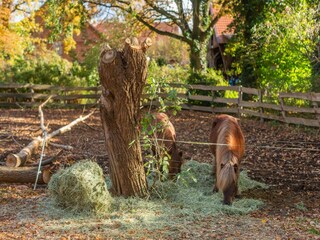 Boerderij Langlingen Buitenaudio-opname 12