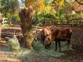 Type de propriété : Ferme Langlingen Enregistrement extérieur 14