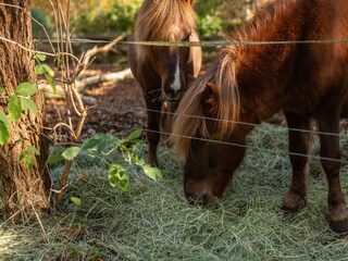 Type de propriété : Ferme Langlingen Environnement 31