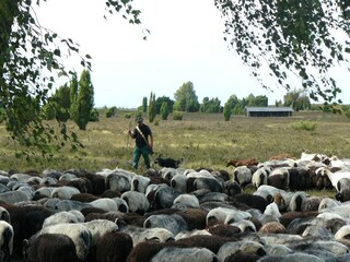 Vakantiehuis Wietzendorf Omgeving 33