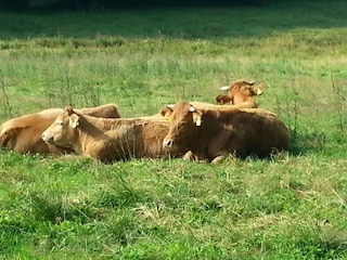 Apartment Willingen Environment 15