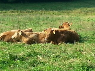 Apartment Willingen Umgebung 14