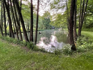 Apartment Diemelsee Environment 32