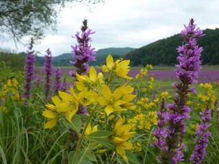 Villa Vöhl Entorno 35