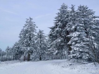 Appartement Diemelsee Environnement 30