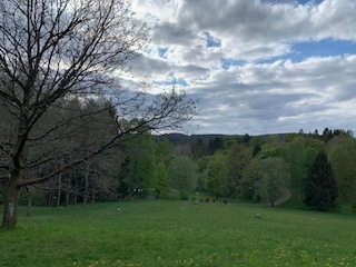 Appartement Hohegeiß Environnement 24