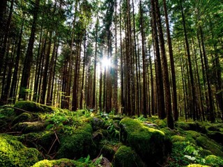 Maison de vacances Darlingerode Environnement 26