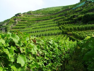 Apartment Deuselbach Outdoor Recording 4